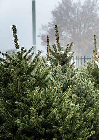Kerstboom Nordmann large