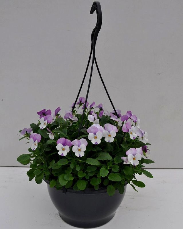 -B violen rose wit - 3 hangpotten