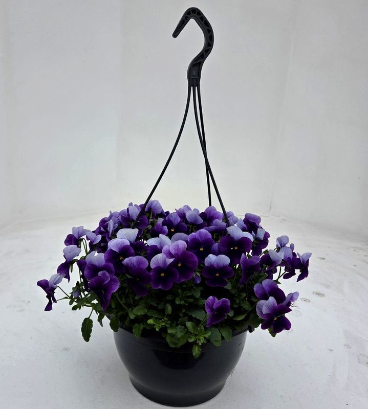 -D violen licht paars - 3 hangpotten