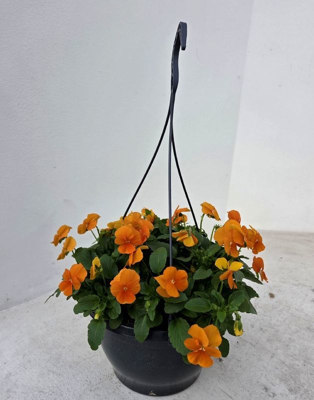 -F violen oranje - 3 hangpotten