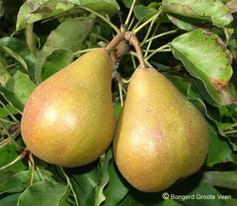 Stoofperen